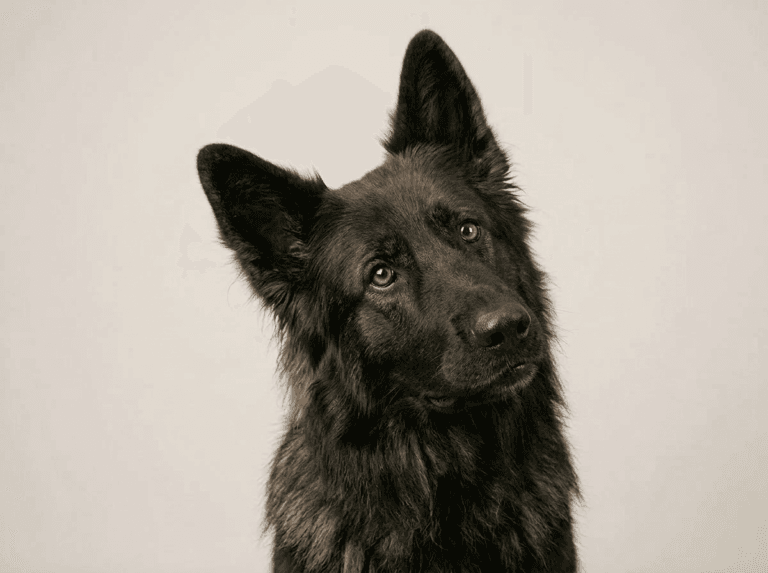 Gevako Duitse herder-mascotte met een nieuwsgierige uitdrukking, die de no-nonsense mentaliteit van het merk voor smart home-hardware vertegenwoordigt.